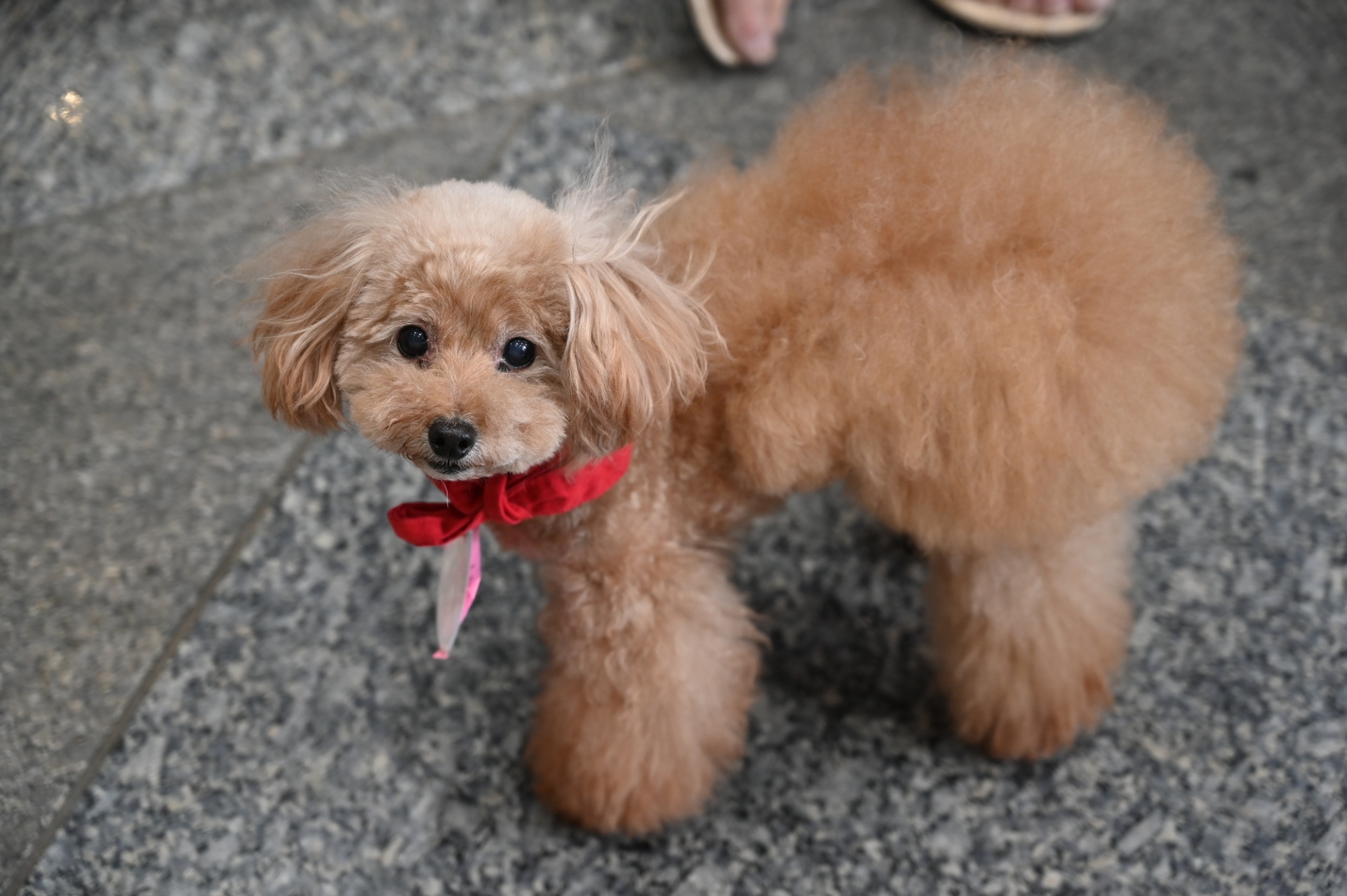 おパンツカットの提供 | 栃木県日光市のドッグサロンならDogsalon tutu