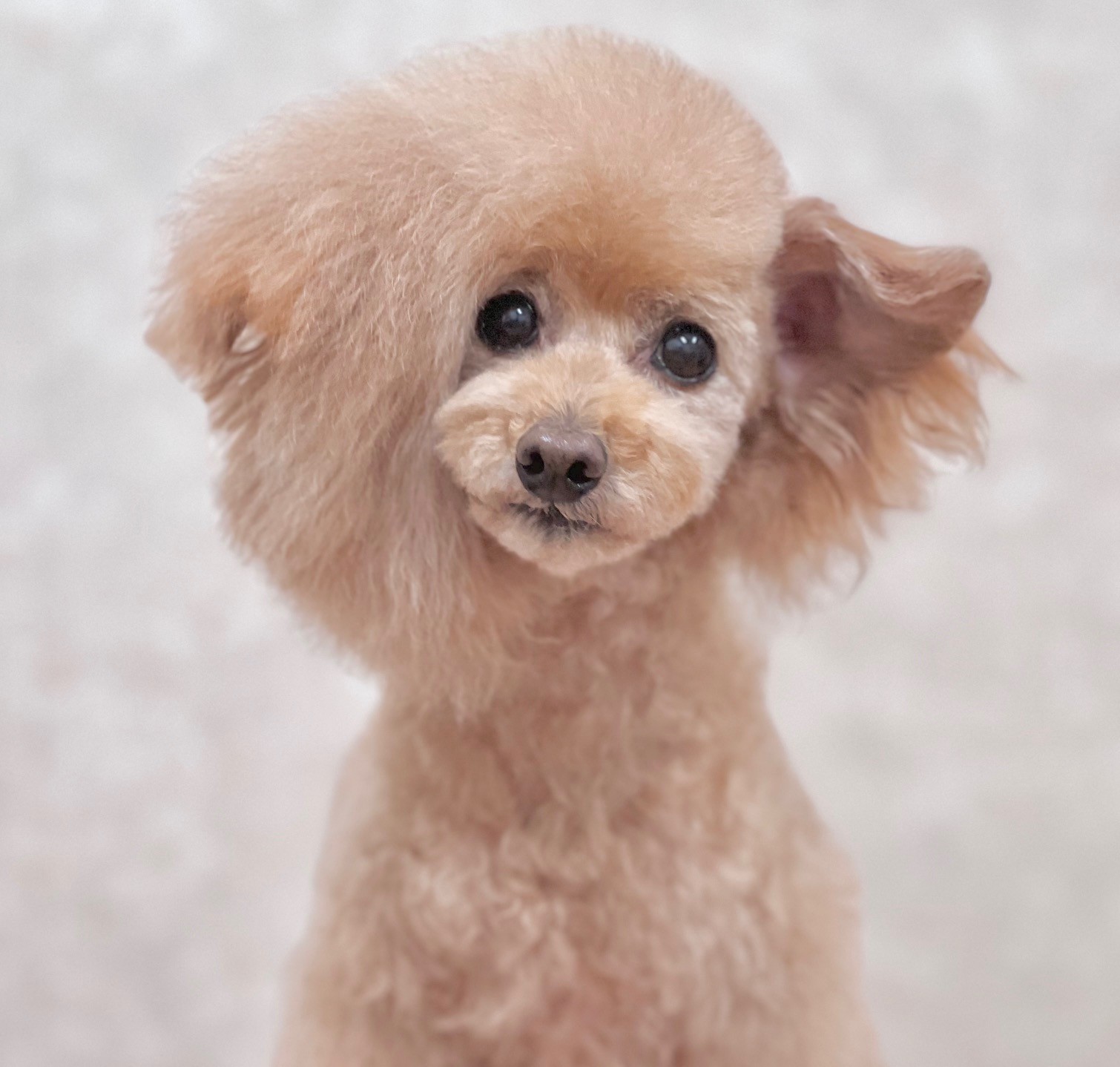 アシメカットも案内 | 栃木県日光市のドッグサロンならDogsalon tutu